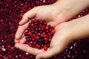 Cranberry in palms