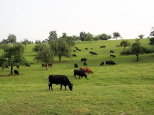 Kühe auf der Weide