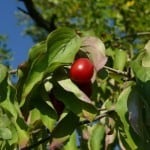 Vitaminschub durch essbare Wildpflanzen