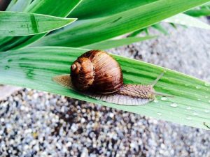 Schnecke © Wallner