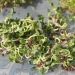 Sprossen und Keimlinge, die Superfoods von der Fensterbank Rettich